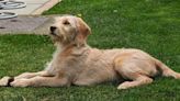 Therapy Dog In Training Getting Too Excited to Complete a Task Is Precious