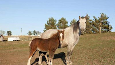 Colfax County horse with equine infectious anemia is first confirmed NE case since 2013