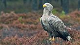 White-Tailed Eagle Breeds in Belgium for First Time in 500 Years