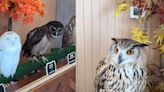 Abu Dhabi's First Owl Cafe Has Internet Angry: 'This Doesn’t Look Right At All' - News18