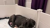 Watch: Meadow the Great Dane gives birth to 15 puppies in North Carolina, becomes media star