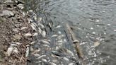 Large numbers of fish dying in Michigan's Lake Macatawa