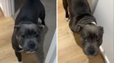 Dog's "game plan" to sneak into bedroom backfires hilariously