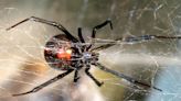 ¿Cuándo inicia la temporada de araña Viuda Negra en México?