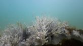 Mais de 60% dos recifes de coral do mundo podem ter sofrido branqueamento no último ano