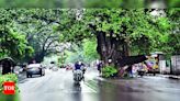 Nashik civic body to remove 17 trees on Gangapur Road; environmentalists fume | Nashik News - Times of India