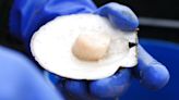 FDA issues warning about possible contaminated scallops