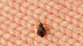 Expert tips for travelers to avoid bringing pests home in wake of Paris bedbug infestation