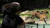 Tiger mauls handler at amusement park