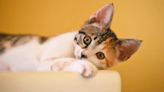 Día Internacional del Gato: por qué se celebra tres veces al año y cómo prevenir una grave enfermedad | Sociedad