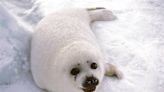 Watch: Harp Seal Cub Clings to Diver for Life As Ice Melts Around It