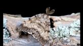 Indiana DNR to start aerial treatment for spongy moths