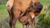 Colorado Parks & Wildlife urges people to "Leave young wildlife alone" in honor of Mother's Day