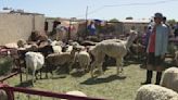 Phoenix sanctuary gets donation to help shear sheep