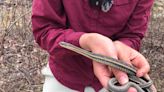 N.W.T. snake assessed as 'species of concern'