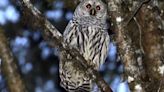 To save West Coast spotted owls, U.S. planning to kill 450K invasive barred owls | Globalnews.ca