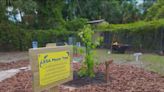 Seminole County school receives ‘Moon Tree’ grown from seed that flew on Artemis 1