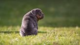 No podemos tener una mascota obesa y estas son las razones (VIDEO)