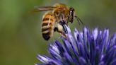 On-site bee hives continue to flourish around Pittsburgh International Airport