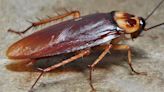 Dead Cockroach Found In Sambar Served To Guests At Five-Star Hotel In Ahmedabad, Kitchen Sealed