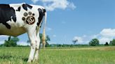 Vytelle picks Australia for the Lenexa company's 21st bovine in vitro lab - Kansas City Business Journal