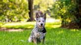 Deaf Blue Heeler Saves Family From House Fire in Arkansas