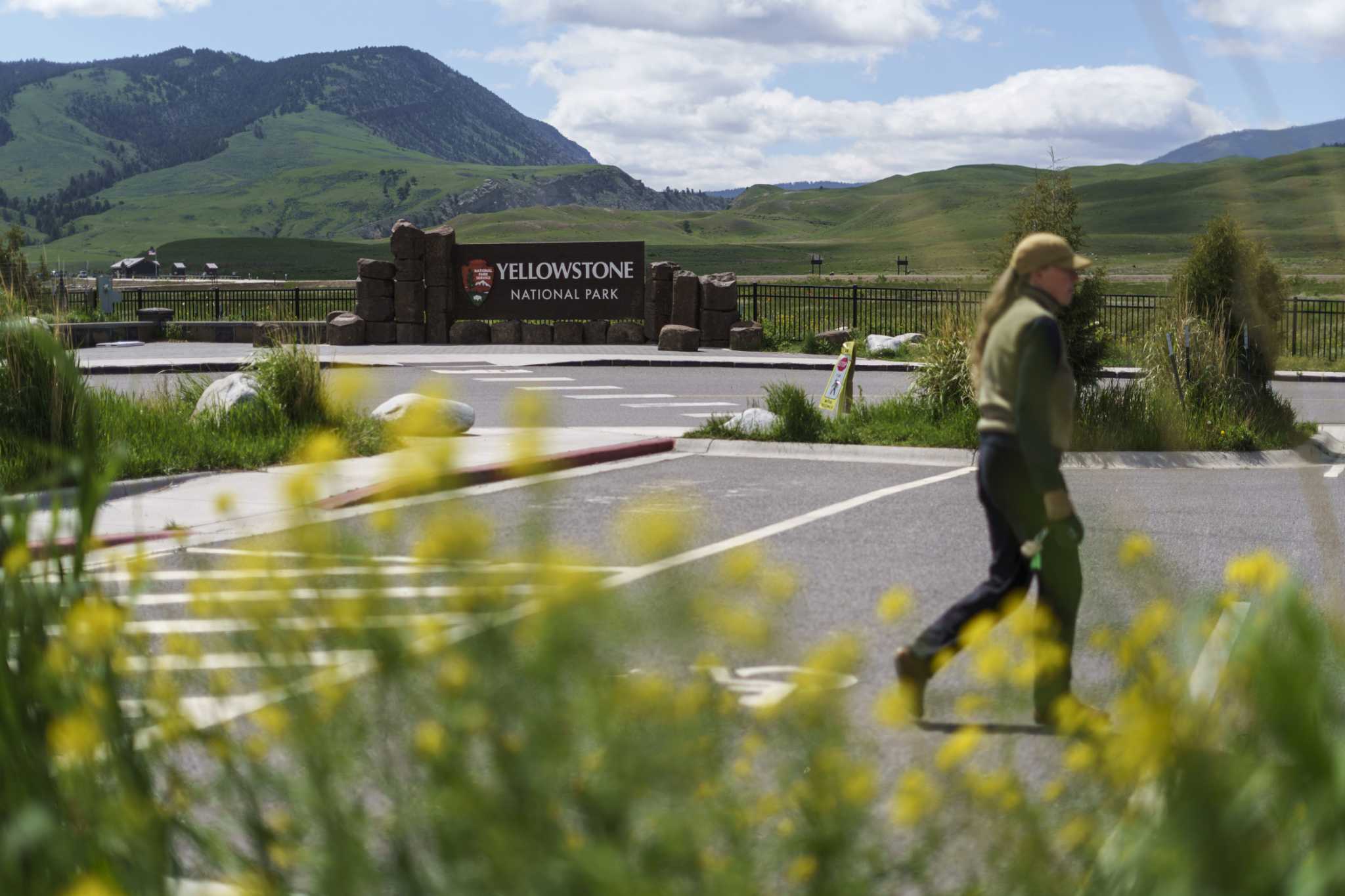 A Yellowstone trip that ended with a man being arrested for kicking a bison