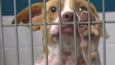 Wake County Animal Shelter over capacity: Adoptions needed to save lives