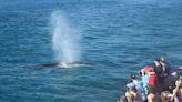 Abren tour de avistamiento de ballenas en San Diego