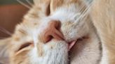 Cat owners urged to look for symptoms of 'serious' disease affecting their pets