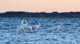 $15,000 reward offered for information on killed Louisiana Whooping Crane