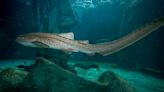 San Antonio aquarium names sharks after Tony Parker, Tim Duncan