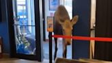 Watch moose wander into movie theater — and stick around for snacks. ‘Ain’t leaving’