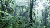 Tropical Rainforest Guide: How Rainforests Work