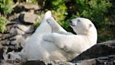 Polar Bear at Brookfield Zoo Celebrates 17th Birthday with His Favorite Things