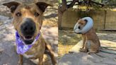 Arizona dog survives all odds after being found on the reservation, now she needs a home