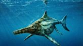 A giant dolphin-like ichthyosaur fossil or a fake?| Geology