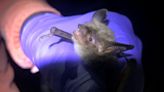 Black Hills bats ‘hanging on by a thread’