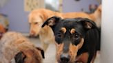 Animal Humane Society Caring for 30 Dogs Seized From Minnesota Animal Rescue Organization