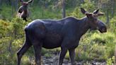 Southern Ont. pair fined $10,500 for moose hunt violations in northern Ont.