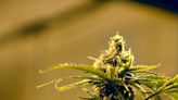 South Dakota marijuana legalization heads back to ballot in November 2022 election