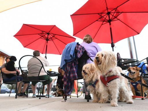 This Colorado Springs dog-friendly pub among top 10 best dog bars in US