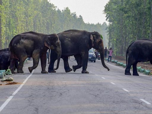 AI comes to the rescue of elephants