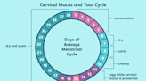 Everything You Need to Know About Egg White Cervical Mucus (EWCM)