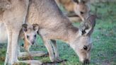 【親子旅遊】蘭陽動植物王國，免飛澳洲與袋鼠互動、還能划船餵水豚！