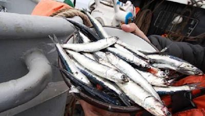 Pesca de anchoveta cerca de alcanzar el 100% de la cuota, informa Produce