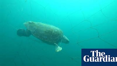 More than 90% of marine animals caught in NSW shark nets over summer were non-target species