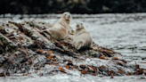 Volunteers needed to become ‘seal sitters’ and keep an eye on young seal pups