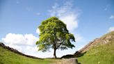 Why a royal touch could make the Sycamore Gap saplings worth more than the original tree