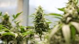 The killer flaw in NC’s medical marijuana bill: It’s too slow. | Opinion
